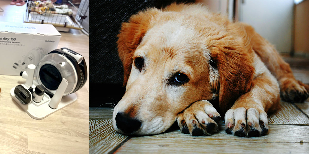 初心者でも安心!おうちで簡単にできる犬のヘアカット手順ガイド