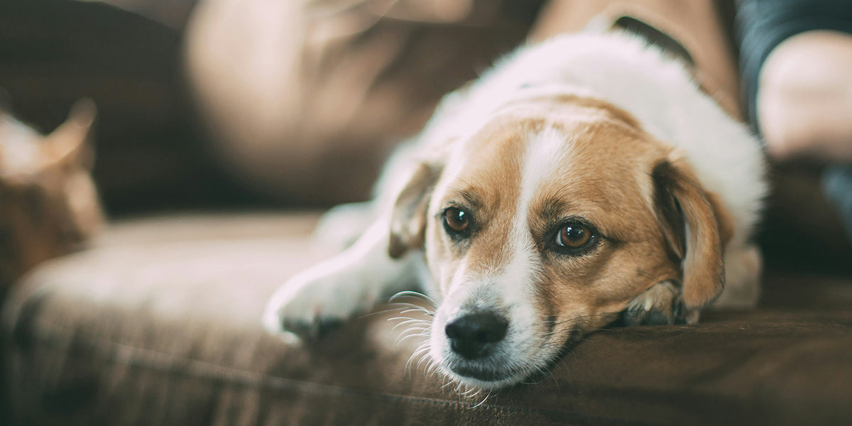 換毛期の正しいブラッシング方法|犬猫の毛が舞い散らないコツとは?