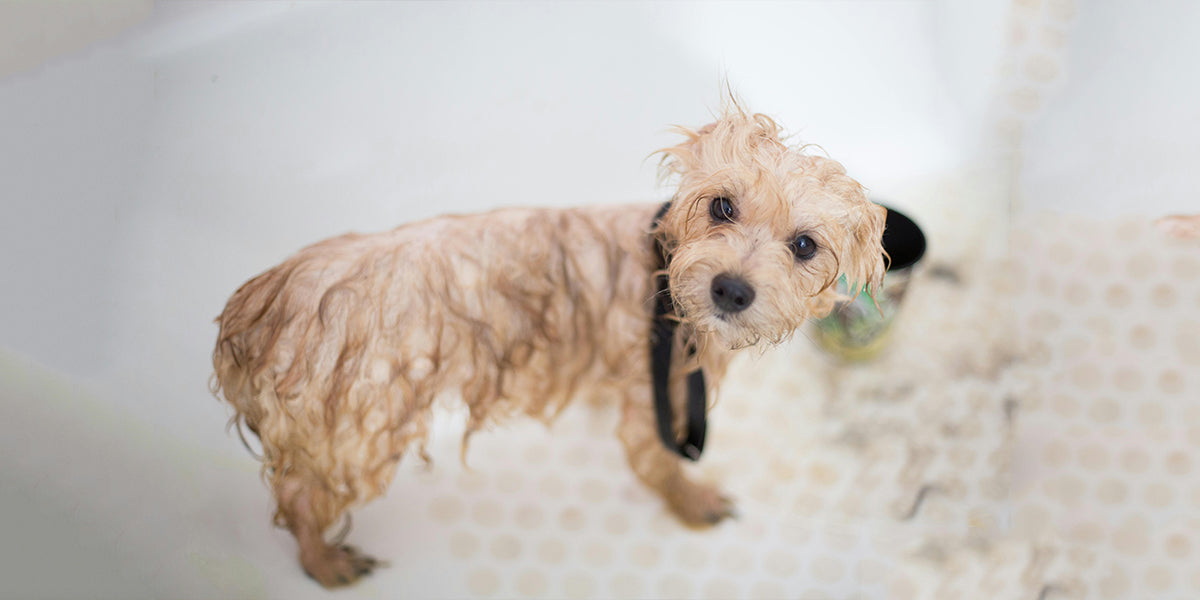 愛犬のシャンプー後、正しい乾かし方とは?〜自宅ケアで気をつけたいポイント〜