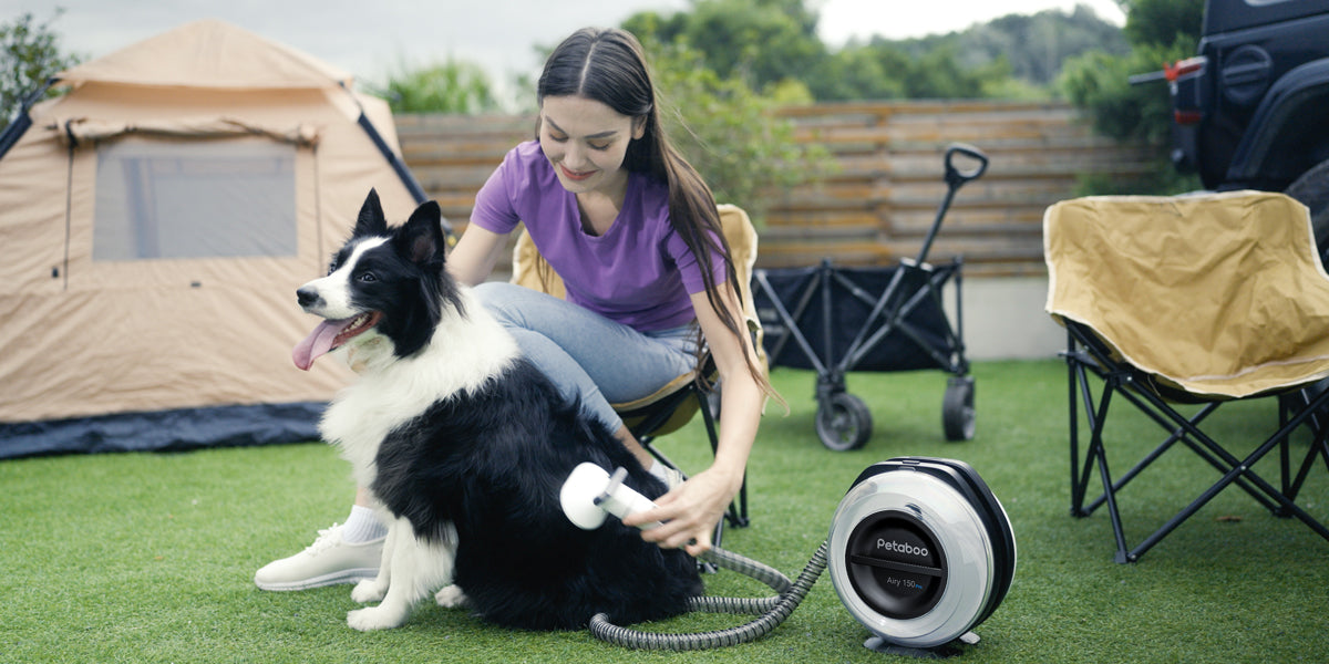 毛の種類で変わる!犬種別トリミング頻度とおすすめケア法