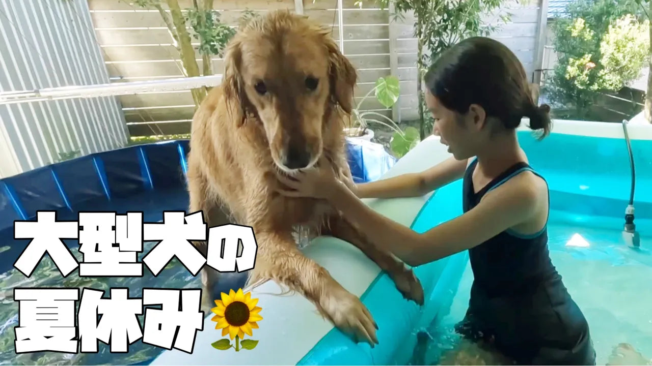 愛犬とプ一ルで遊んだ暑い熱い夏休み
