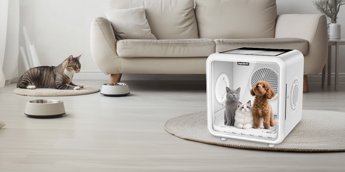 梅雨や冬でも安心!ペットの乾燥・湿気対策ガイド