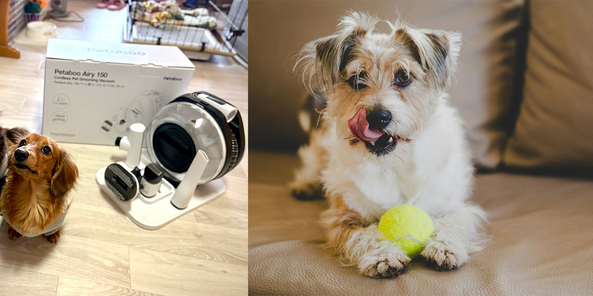 【犬・猫の抜け毛対策】おうちでできる簡単ケア方法とは