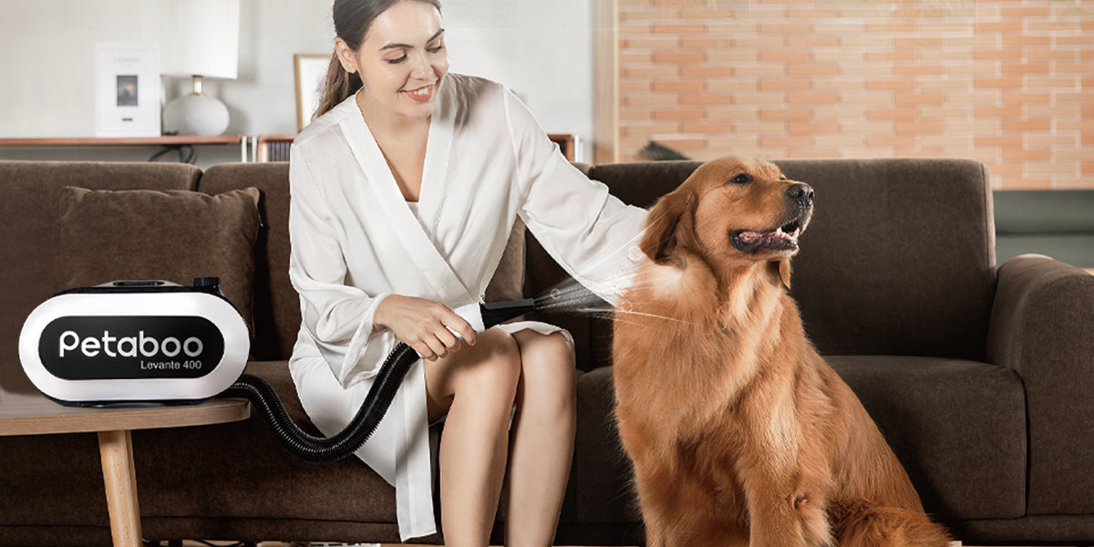 犬のシャンプー後、しっかり乾かせていますか