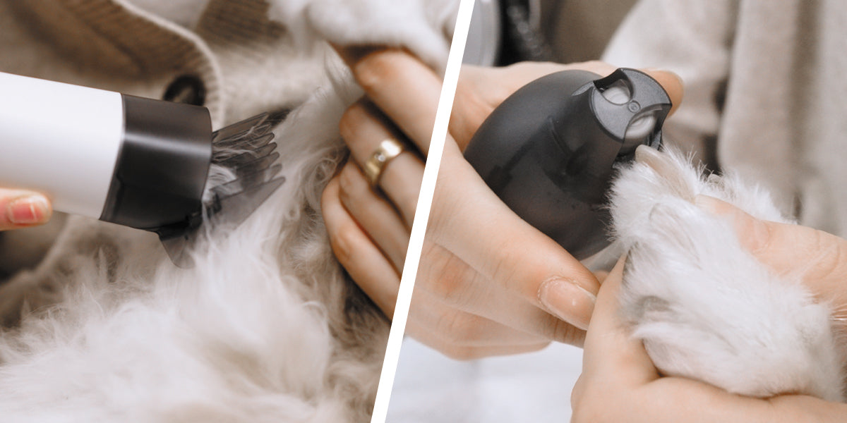 犬の爪切り、安全にできていますか?自宅で失敗しない正しいネイルケア完全ガイド