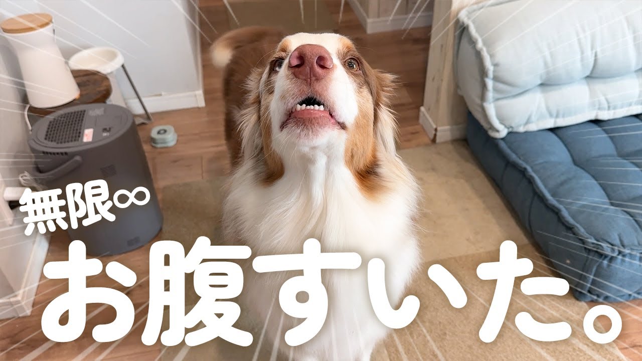 会話ボタンで無限お腹空いたおねだりする犬が可愛い😂wより美味しいご飯にする為自動真空ストッカー導入!