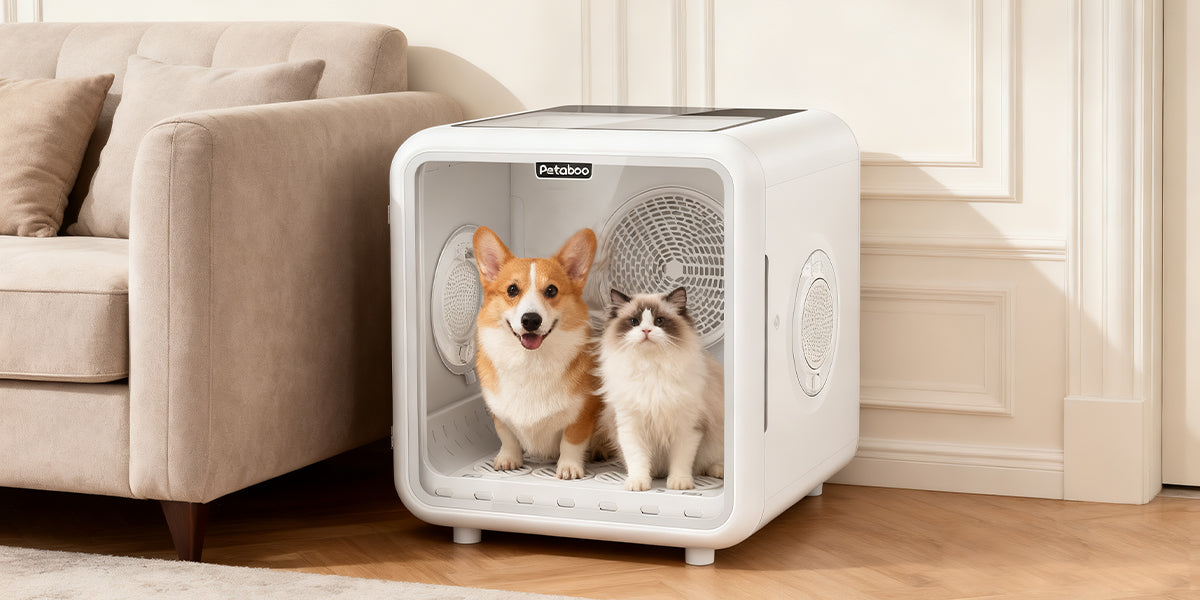 愛犬・愛猫のシャンプー後を快適に!乾かし時間をストレスフリーにする新習慣