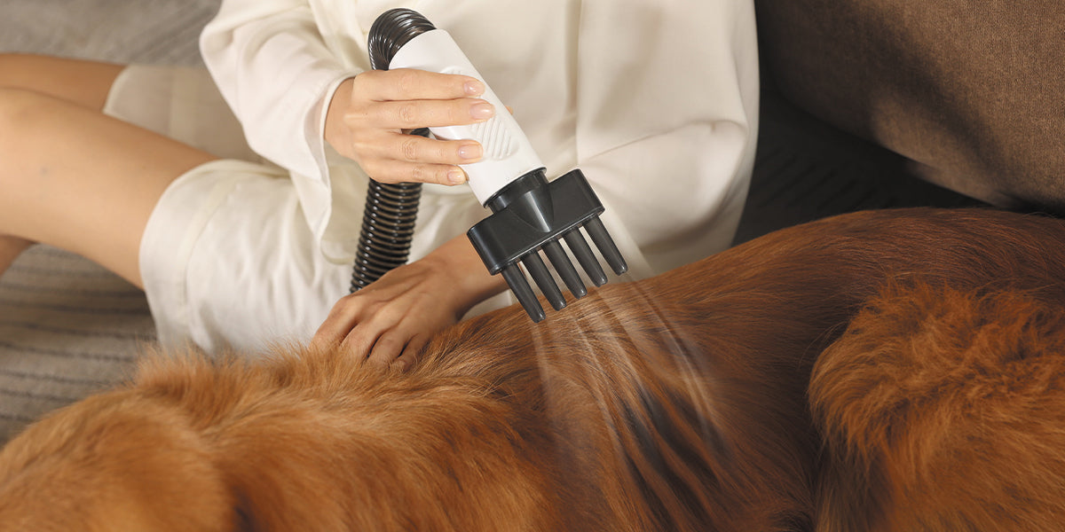 音に敏感なワンちゃんも安心!おうちグルーミングが変わる静音ドライ術