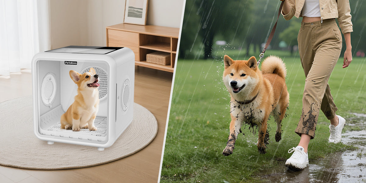 雨の日の散歩後、どうしてる?愛犬が嫌がらずに体を乾かすための最新ケア習慣