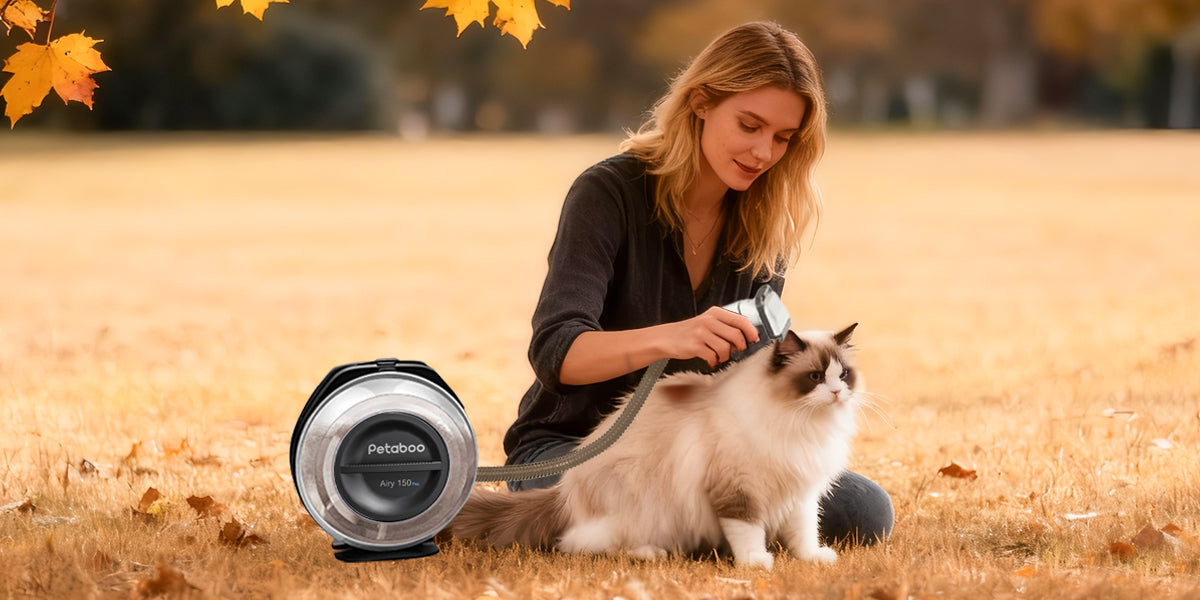 愛犬の健康を守るための季節ごとの被毛チェックとブラッシング習慣