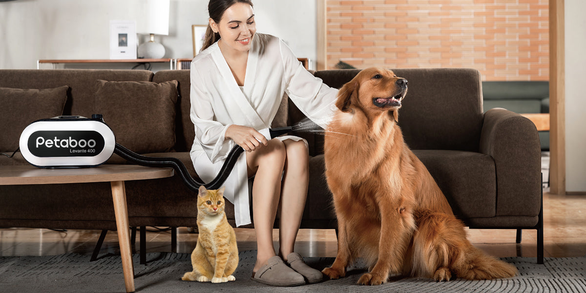 ペットのドライヤーは危険?安全に素早く乾かすプロの技