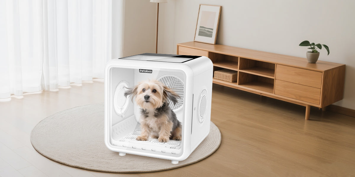 毛量の多い犬種に必見！ふわふわ仕上げのための乾燥テクニック完全ガイド