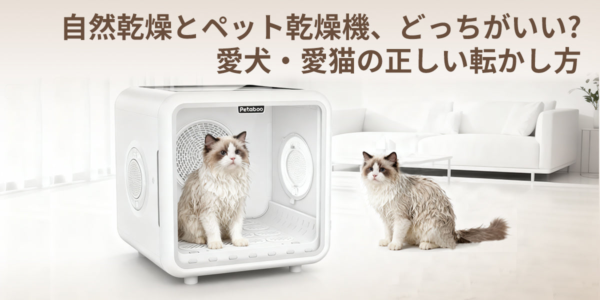 自然乾燥 vs. ペットドライヤー：どちらが愛犬に優しい