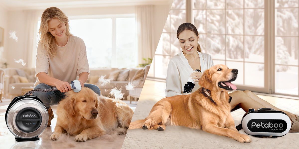 冬の犬のグルーミング習慣：吹き乾かしで健康な毛を保つ方法